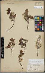 Foto von Salix appendiculata Vill. x Salix aurita L.